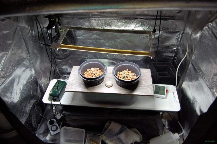 Super Silver Haze 4. Week 0 - 18-9-2025