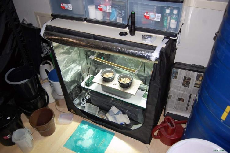 Super Silver Haze 4. Week 0 - 18-9-2025