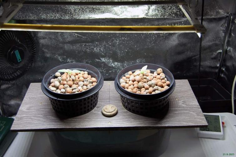 Super Silver Haze 4. Week 0 - 21-9-2025