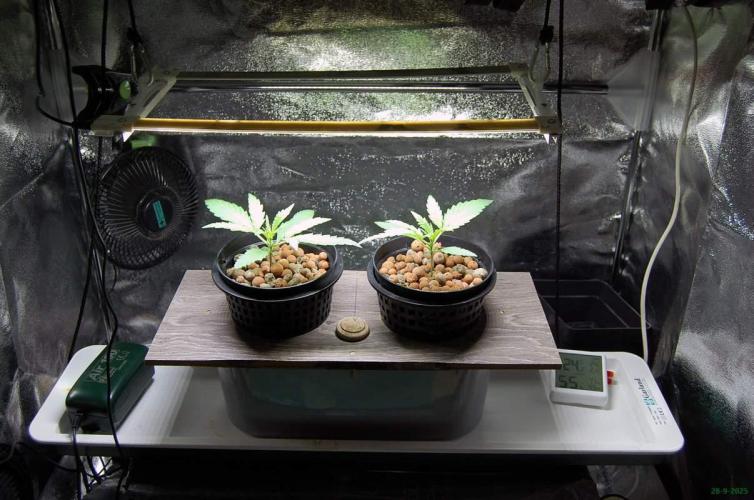 Super Silver Haze 4. Week 1 - 28-9