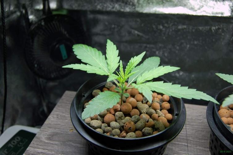 Super Silver Haze 4. Week 1 - 28-9