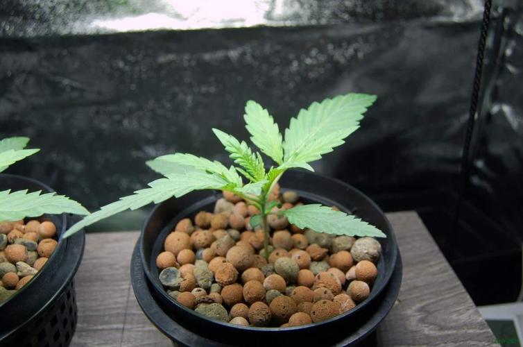 Super Silver Haze 4. Week 1 - 28-9