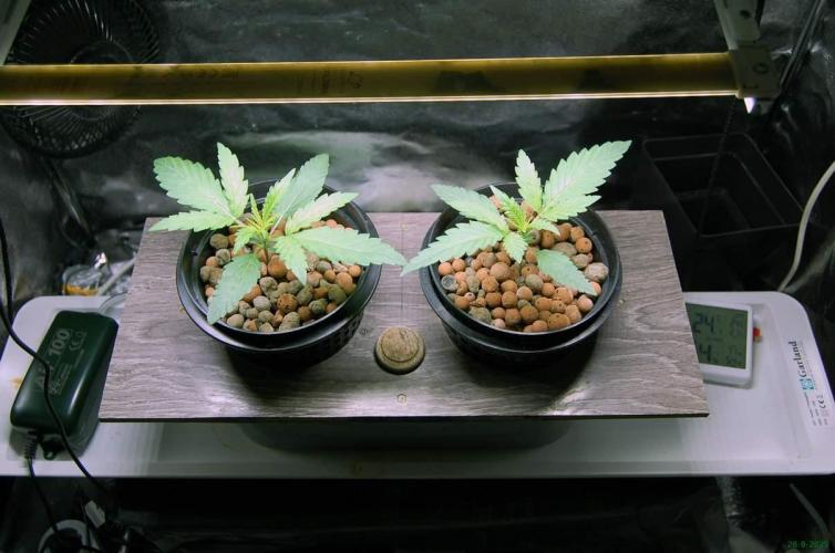 Super Silver Haze 4. Week 1 - 28-9