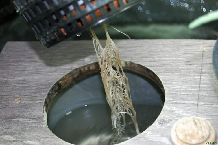 Super Silver Haze 4. Week 1 - 28-9