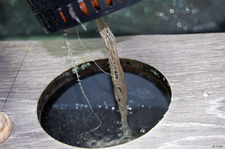 Super Silver Haze 4. Week 1 - 28-9