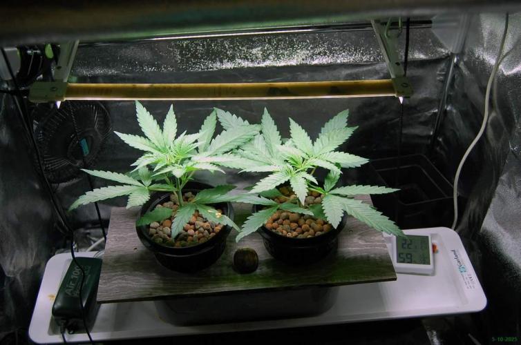 Super Silver Haze 4. Week 2 - 5-10