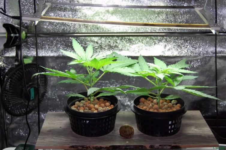 Super Silver Haze 4. Week 2 - 5-10