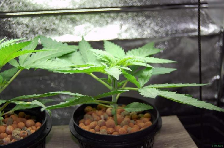 Super Silver Haze 4. Week 2 - 5-10