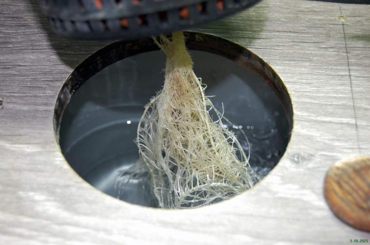 Super Silver Haze 4. Week 2 - 5-10