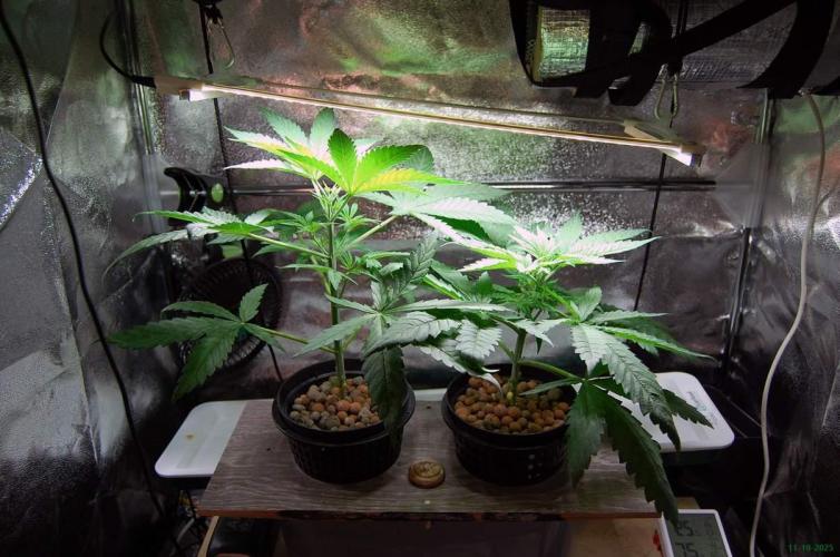 Super Silver Haze 4. Week 3 - 11-10