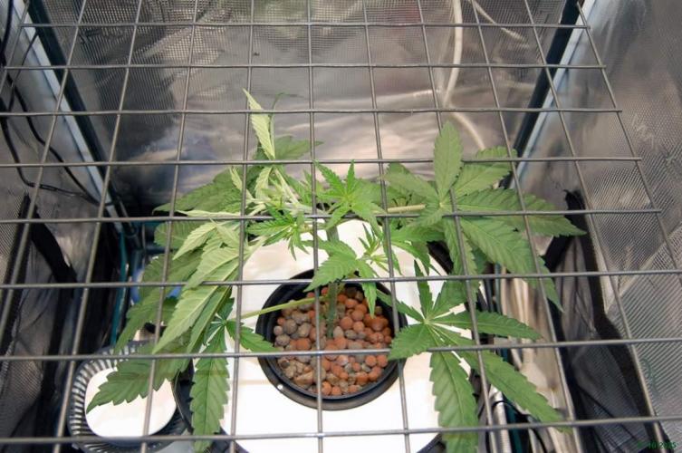 Super Silver Haze 4. Week 3 - 11-10