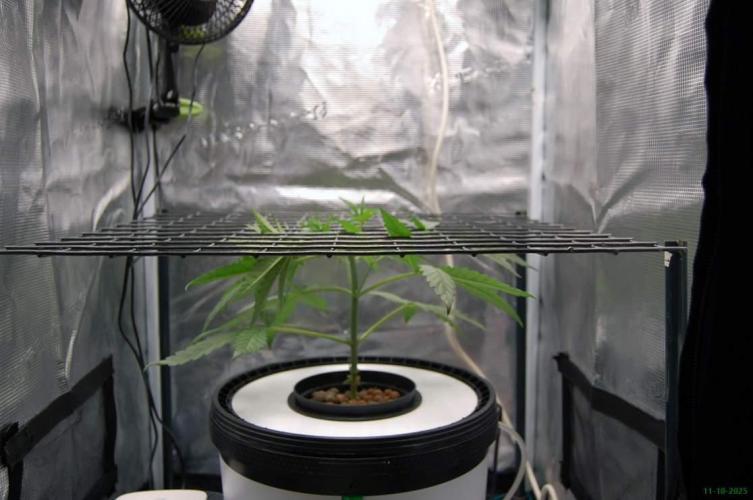 Super Silver Haze 4. Week 3 - 11-10