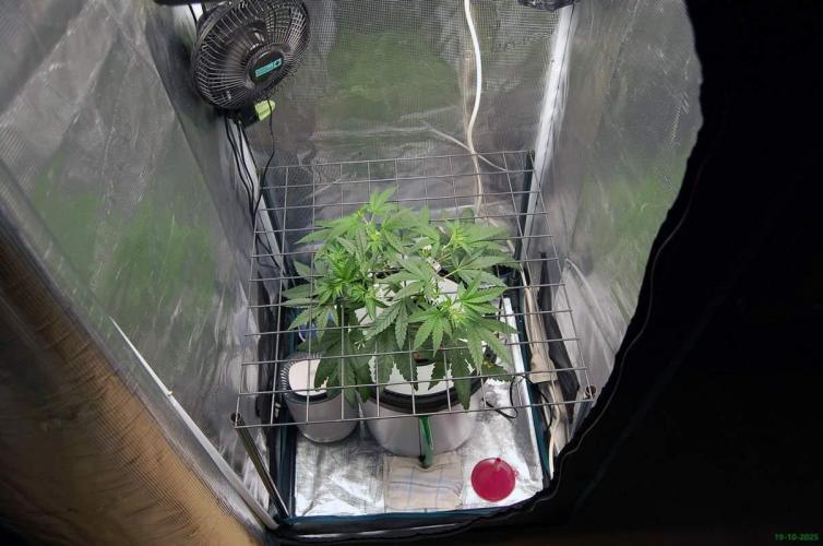 Super Silver Haze 4. Week 4 - 19-10