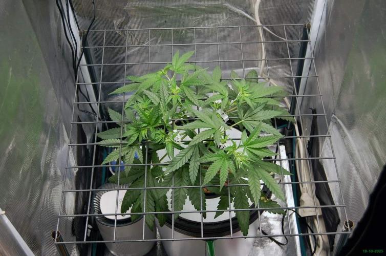 Super Silver Haze 4. Week 4 - 19-10