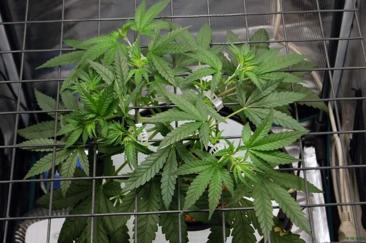 Super Silver Haze 4. Week 4 - 19-10