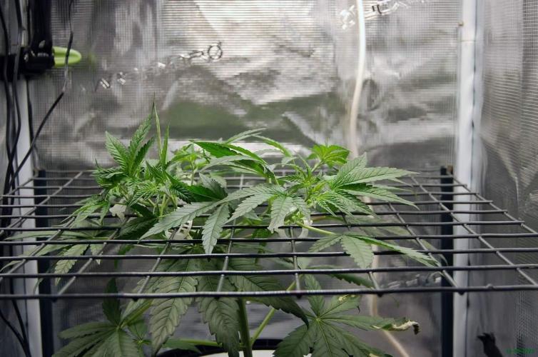 Super Silver Haze 4. Week 4 - 19-10