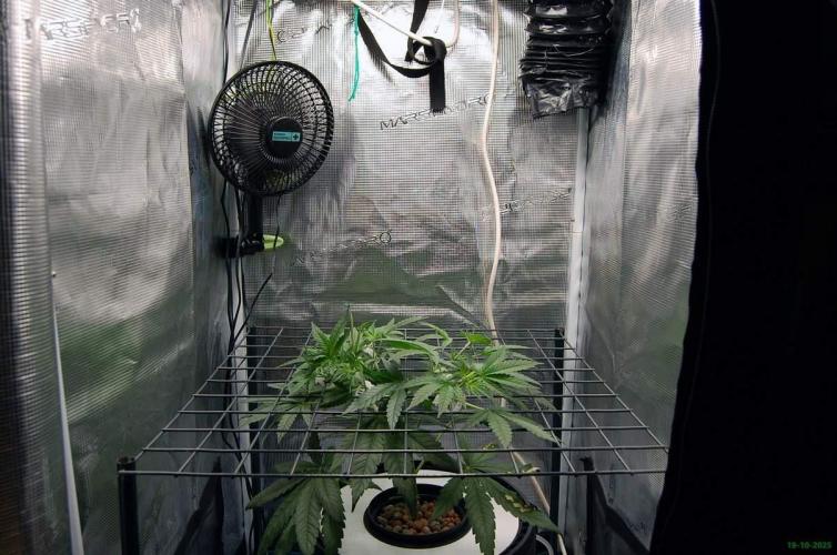 Super Silver Haze 4. Week 4 - 19-10
