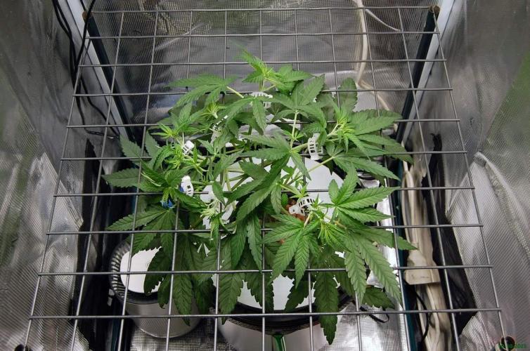 Super Silver Haze 4. Week 4 - 19-10