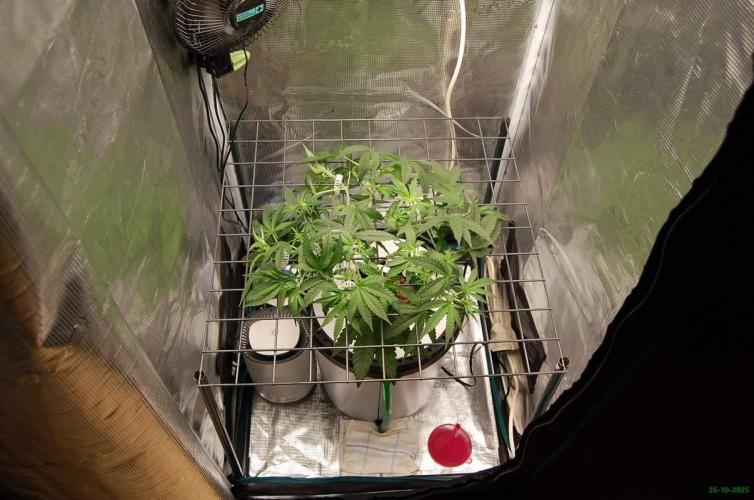 Super Silver Haze 4. Week 5 - 26-10