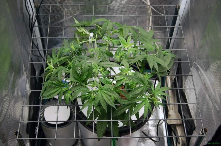 Super Silver Haze 4. Week 5 - 26-10