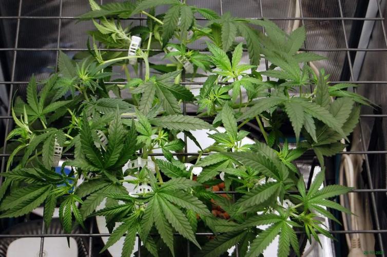 Super Silver Haze 4. Week 5 - 26-10