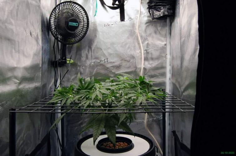 Super Silver Haze 4. Week 5 - 26-10