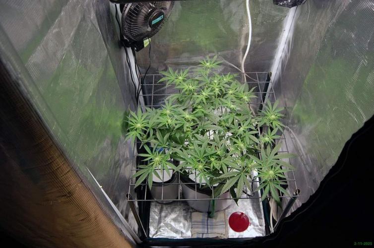 Super Silver Haze 4. Week 6 - 2-11