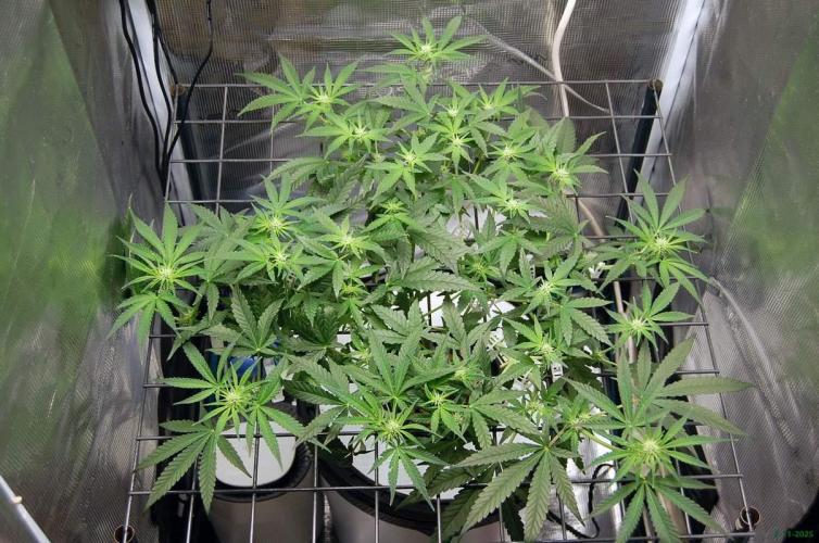 Super Silver Haze 4. Week 6 - 2-11