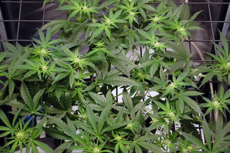 Super Silver Haze 4. Week 6 - 2-11
