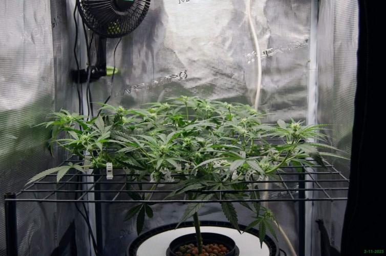 Super Silver Haze 4. Week 6 - 2-11