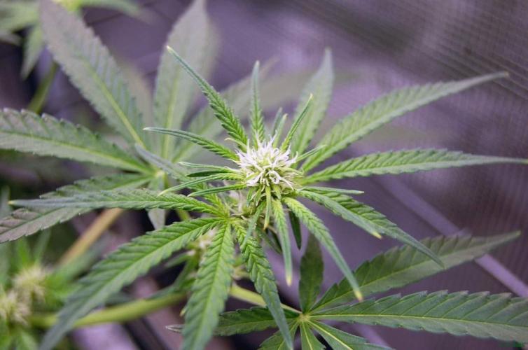 Super Silver Haze 4. Week 6 - 2-11