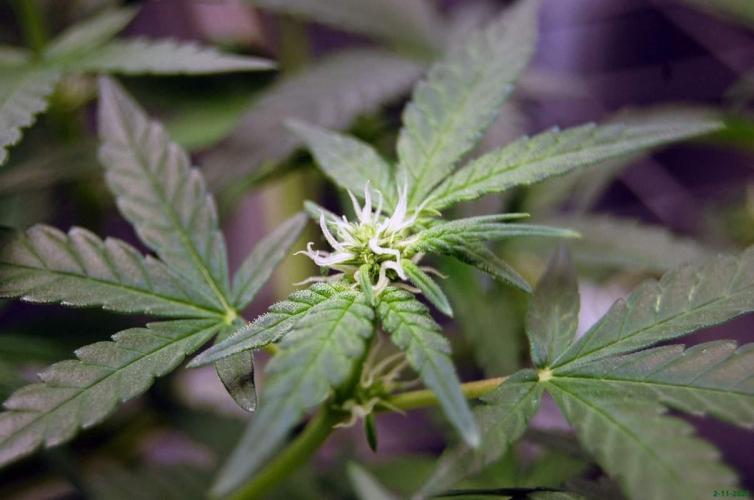Super Silver Haze 4. Week 6 - 2-11