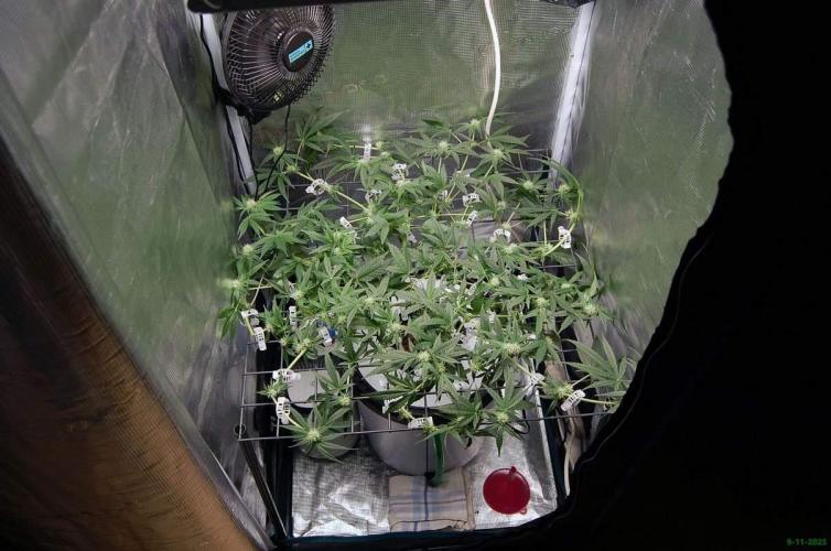 Super Silver Haze 4. Week 7 - 9-11