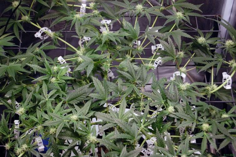 Super Silver Haze 4. Week 7 - 9-11