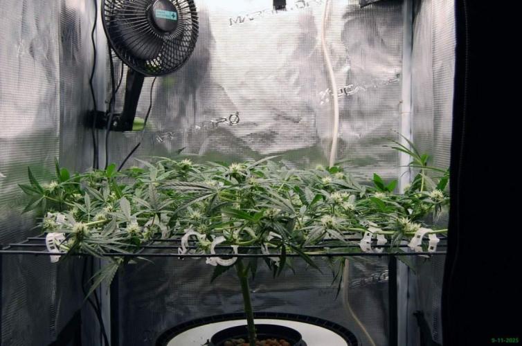 Super Silver Haze 4. Week 7 - 9-11