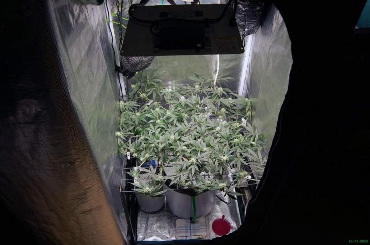 Super Silver Haze 4. Week 8 - 16-11