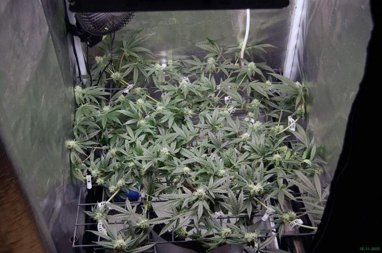 Super Silver Haze 4. Week 8 - 16-11