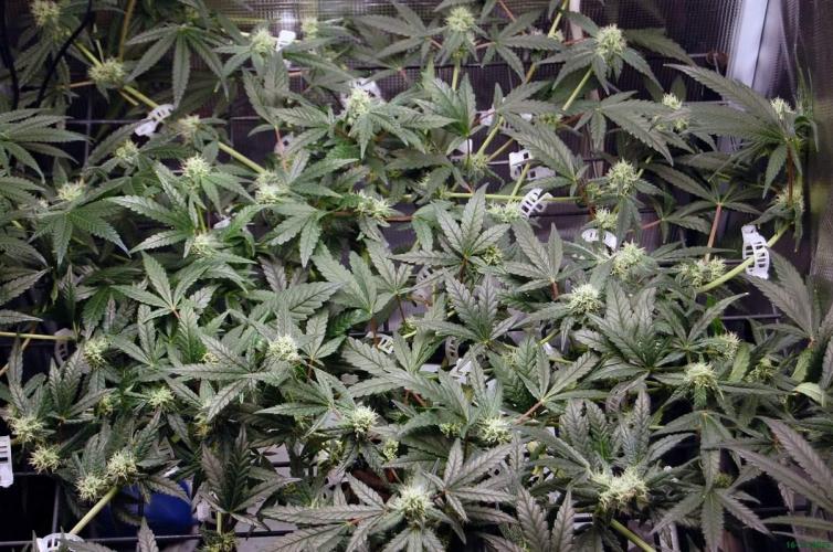 Super Silver Haze 4. Week 8 - 16-11
