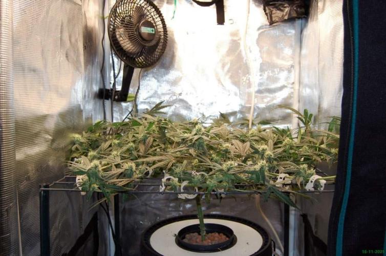 Super Silver Haze 4. Week 8 - 16-11