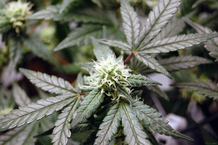 Super Silver Haze 4. Week 8 - 16-11