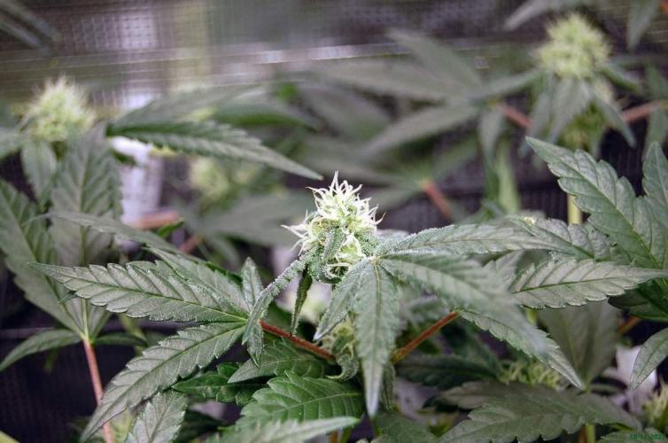 Super Silver Haze 4. Week 8 - 16-11