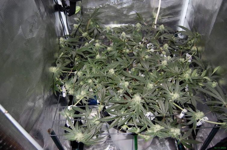 Super Silver Haze 4. Week 8 - 16-11