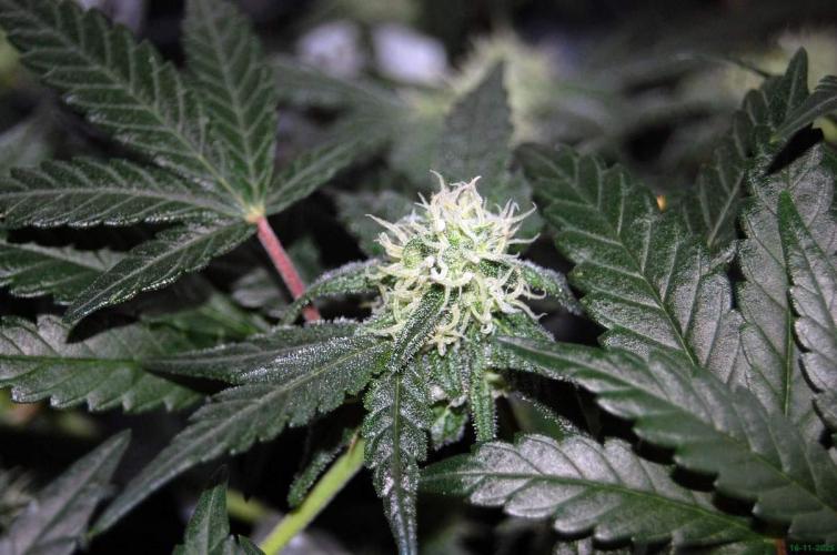 Super Silver Haze 4. Week 8 - 16-11