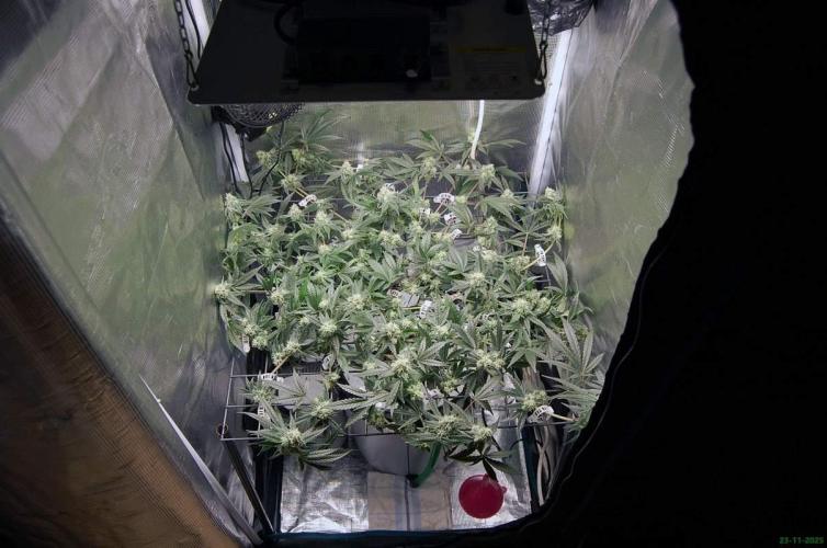 Super Silver Haze 4. Week 9 - 23-11