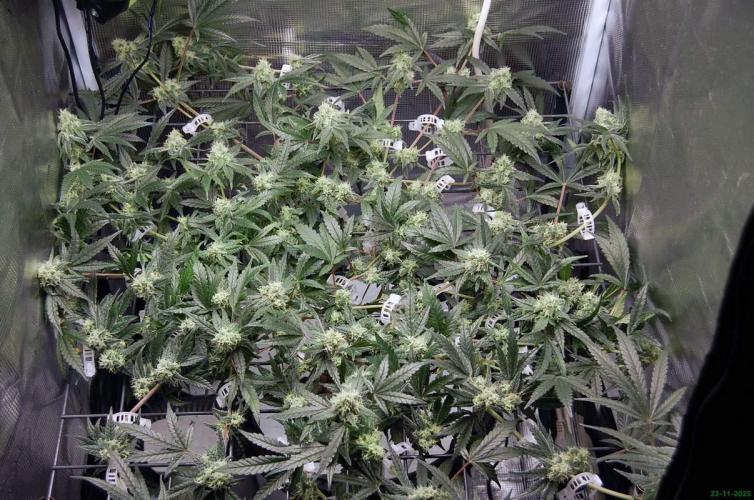 Super Silver Haze 4. Week 9 - 23-11