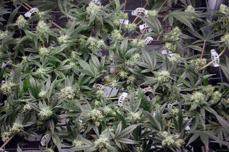 Super Silver Haze 4. Week 9 - 23-11