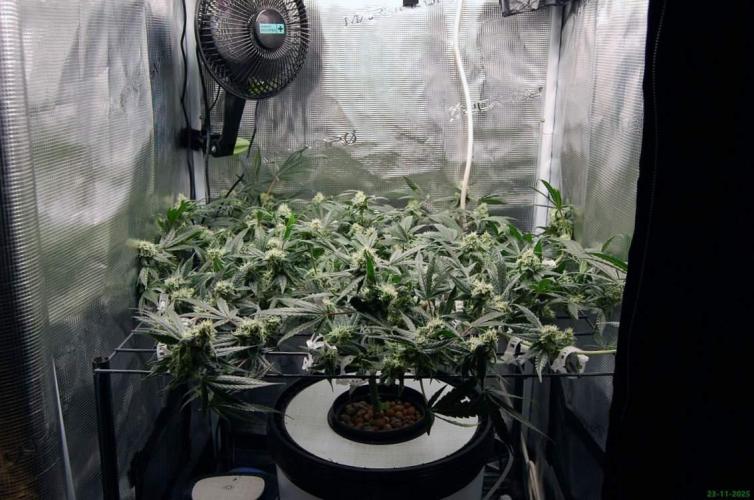 Super Silver Haze 4. Week 9 - 23-11