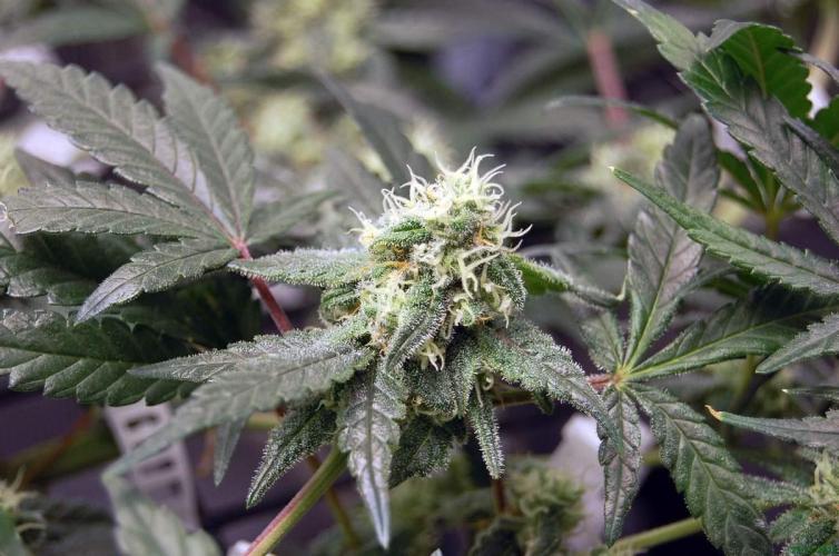 Super Silver Haze 4. Week 9 - 23-11