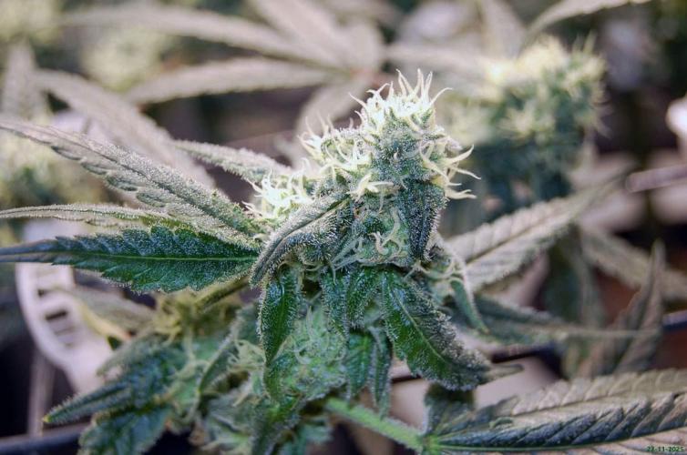 Super Silver Haze 4. Week 9 - 23-11