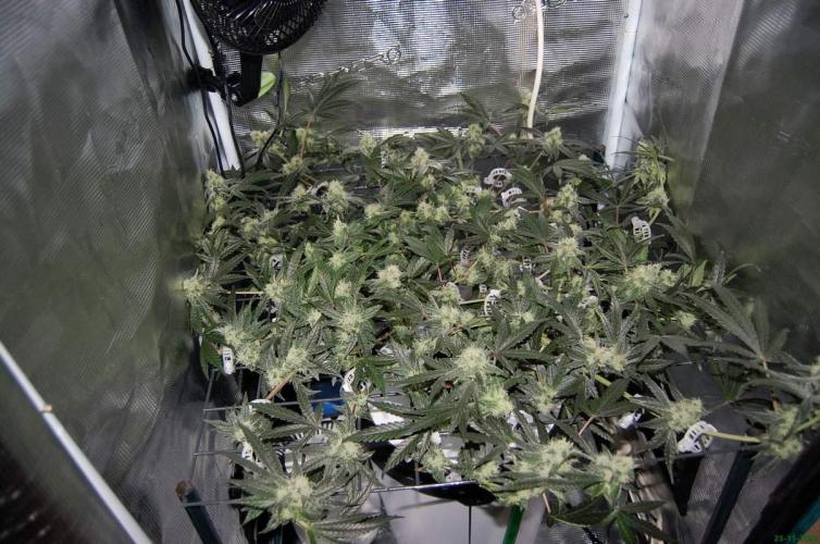 Super Silver Haze 4. Week 9 - 23-11